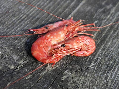 خرید میگو پرورشی سایز 160